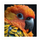Close Up Of A Sun Conure Parrot's Head (Print Only) thumbnail