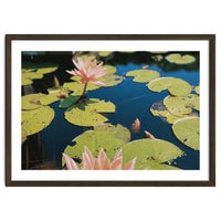 Lotus Pond | Landscape