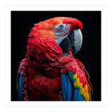 Scarlet Macaw Parrot Close Up Portrait  (Print Only) thumbnail