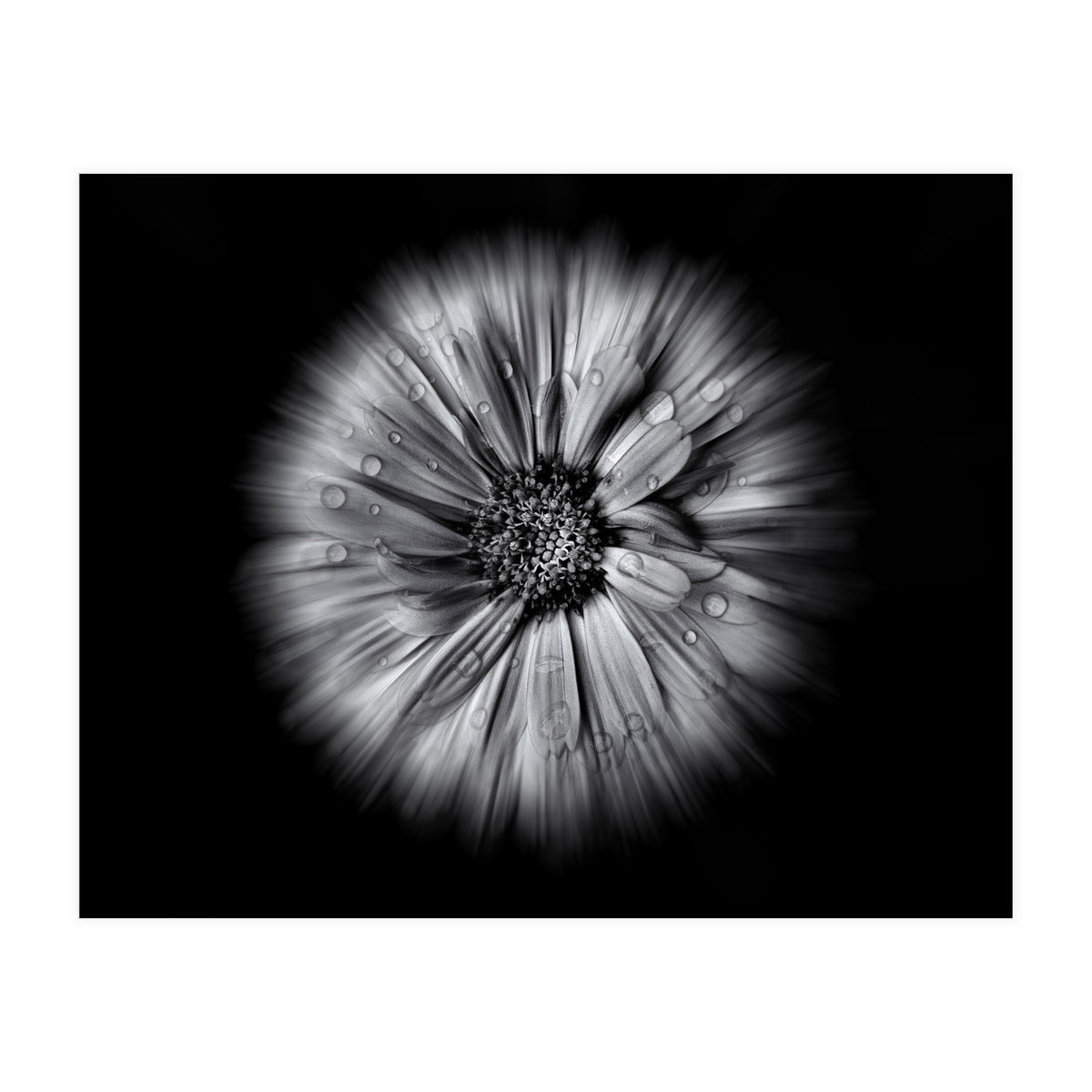 Backyard Flowers In Black And White No 10 Flow Version (Print Only)