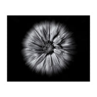 Backyard Flowers In Black And White No 10 Flow Version (Print Only)