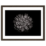 Backyard Flowers In Black And White No 79 thumbnail