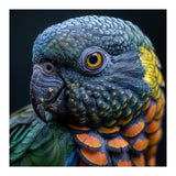 Close Up Portrait Of A Colorful Parrot's Face (Print Only) thumbnail