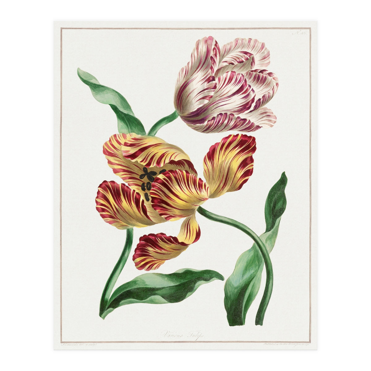 John Edwards – Various Tulips (1791) (Print Only)