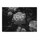 Dark Paradise | Black & White (Print Only) thumbnail