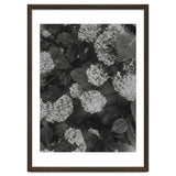 Hydrangeas | Black & White Portrait thumbnail