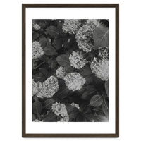 Hydrangeas | Black & White Portrait