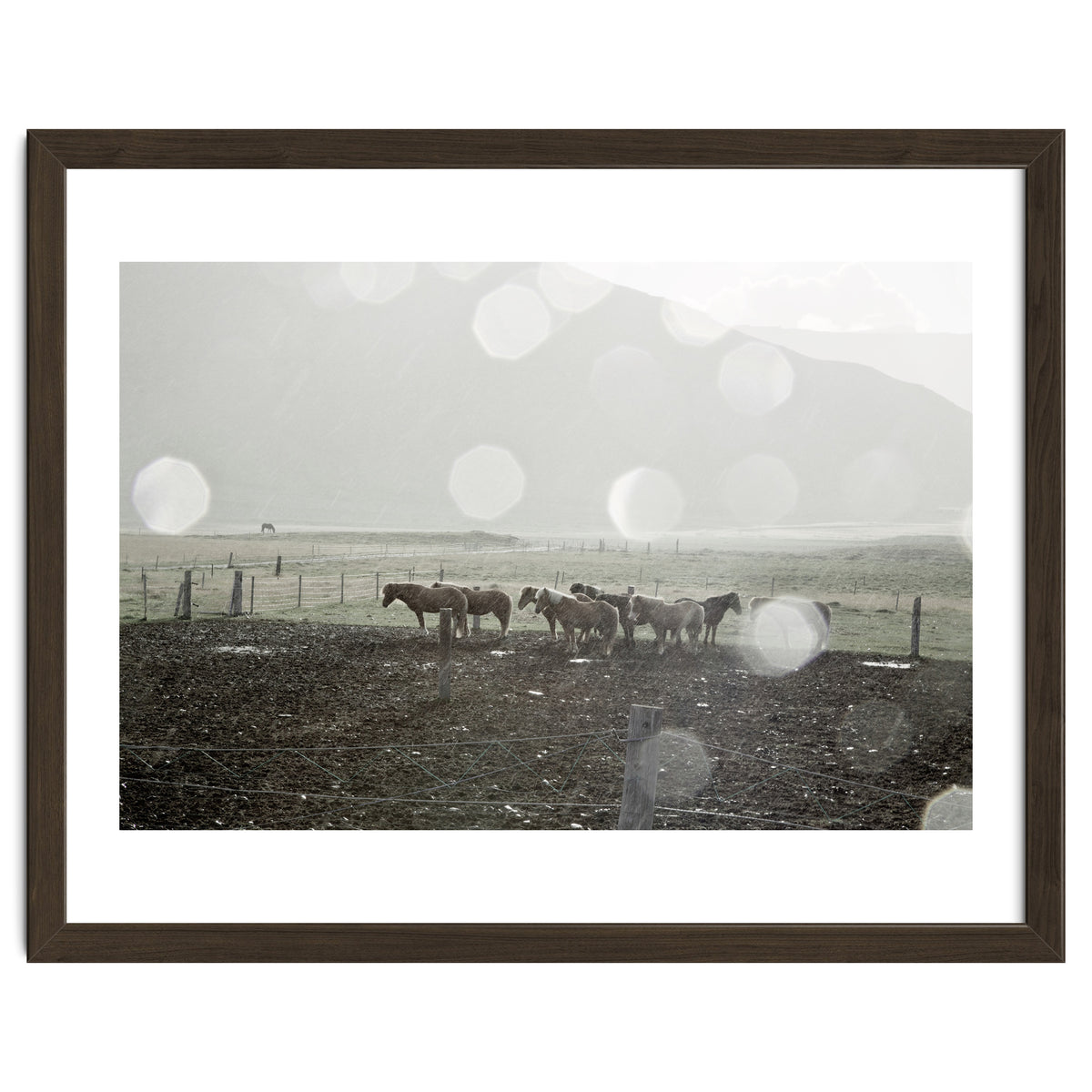 Horses under the sun shower - Iceland