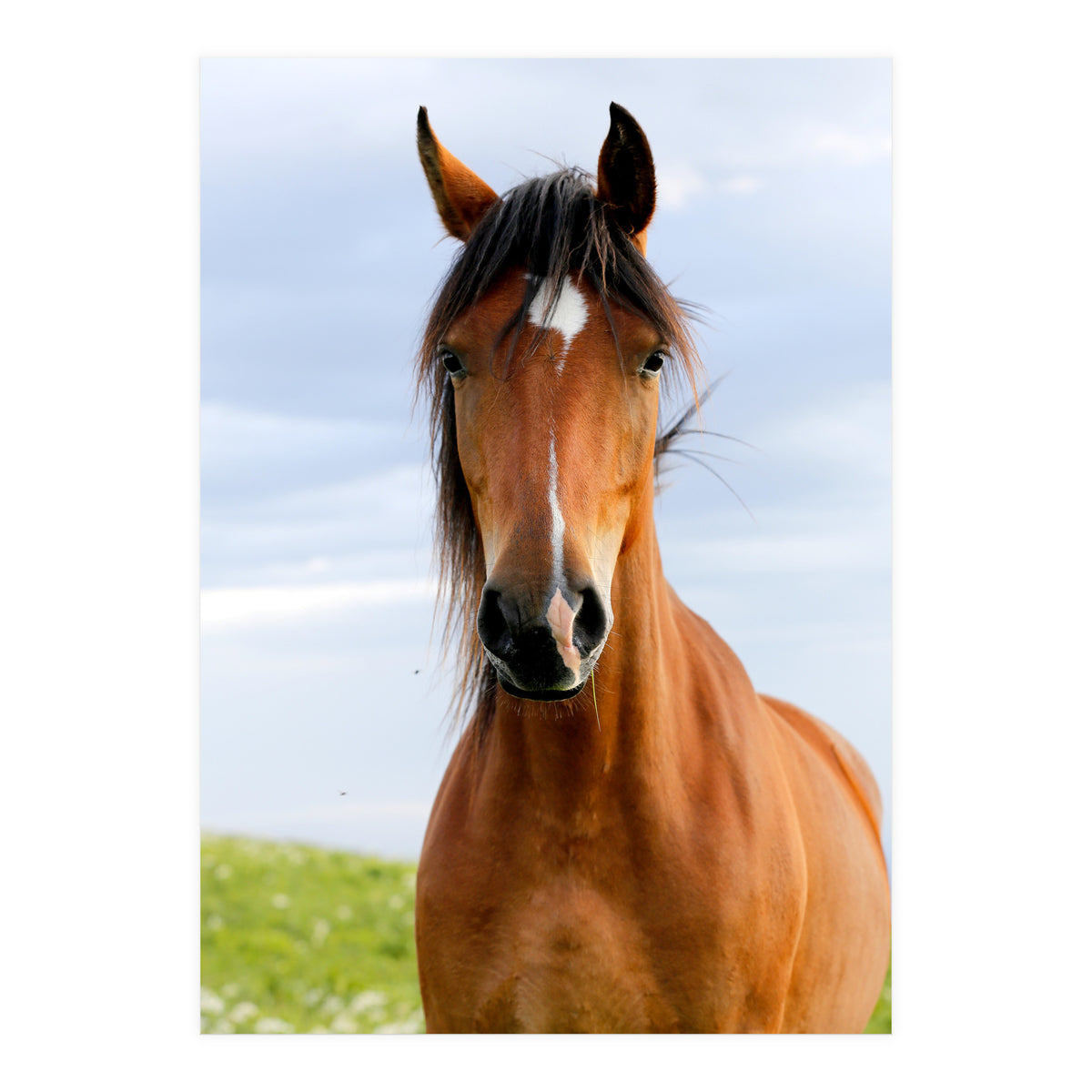 Brown Horse (Print Only)