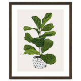 Fiddle Leaf Fig Tree Plant thumbnail