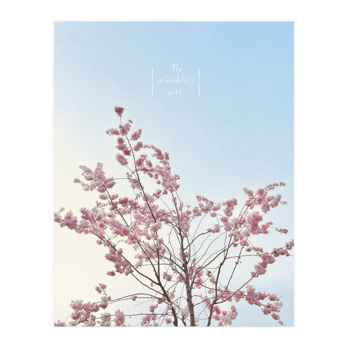 Sakura - cherry blossom (Print Only)