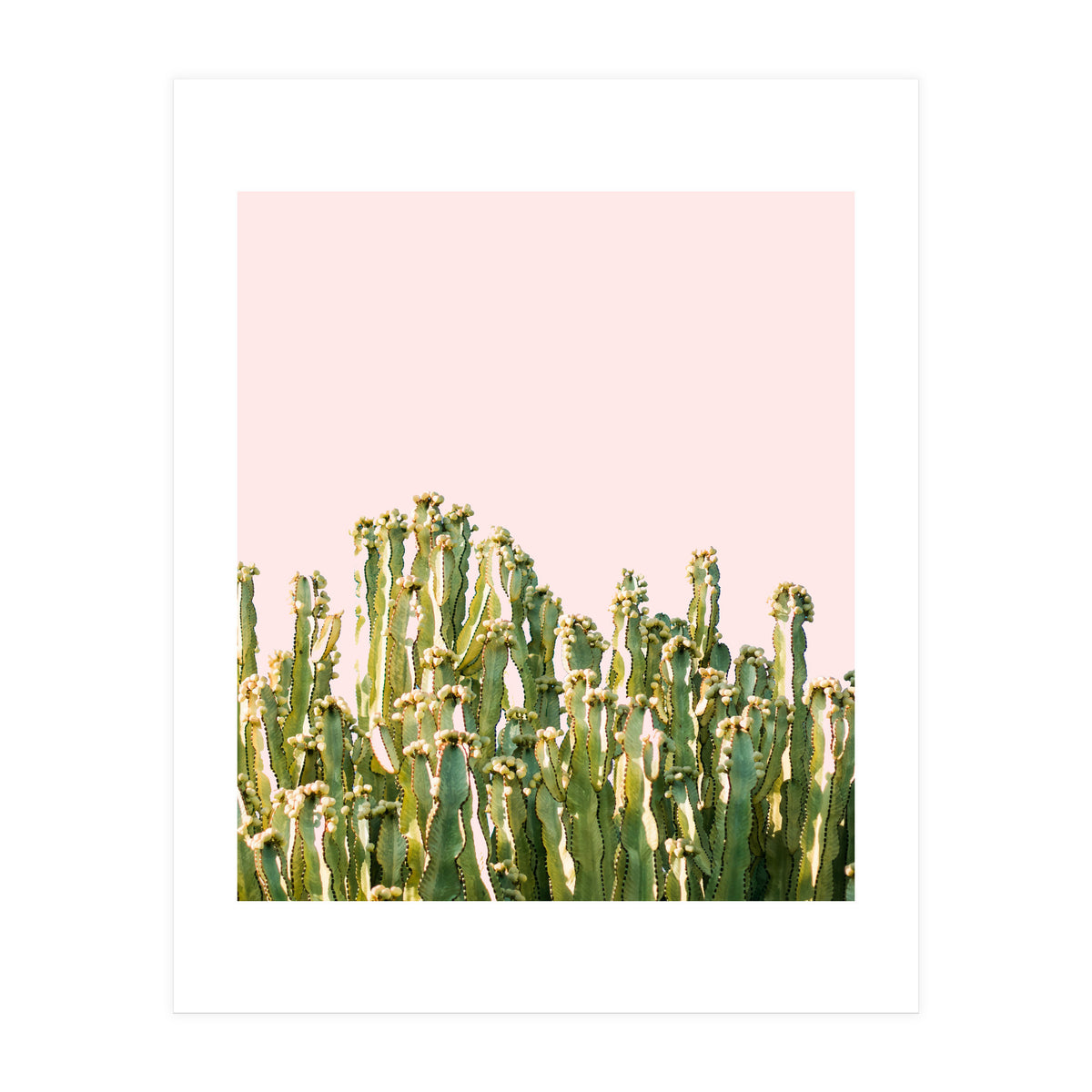 Cactus Blush #society6 #decor #buyart (Print Only)