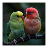 Two Lovebirds Sitting Together On A Branch (Print Only) thumbnail