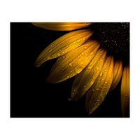 Backyard Flowers No 28 Sunflower (Print Only)