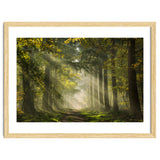 Sunrays in a Dutch forest thumbnail