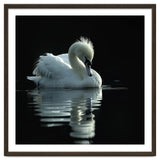 White Swan Gracefully Swimming In Dark Water thumbnail
