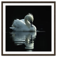 White Swan Gracefully Swimming In Dark Water