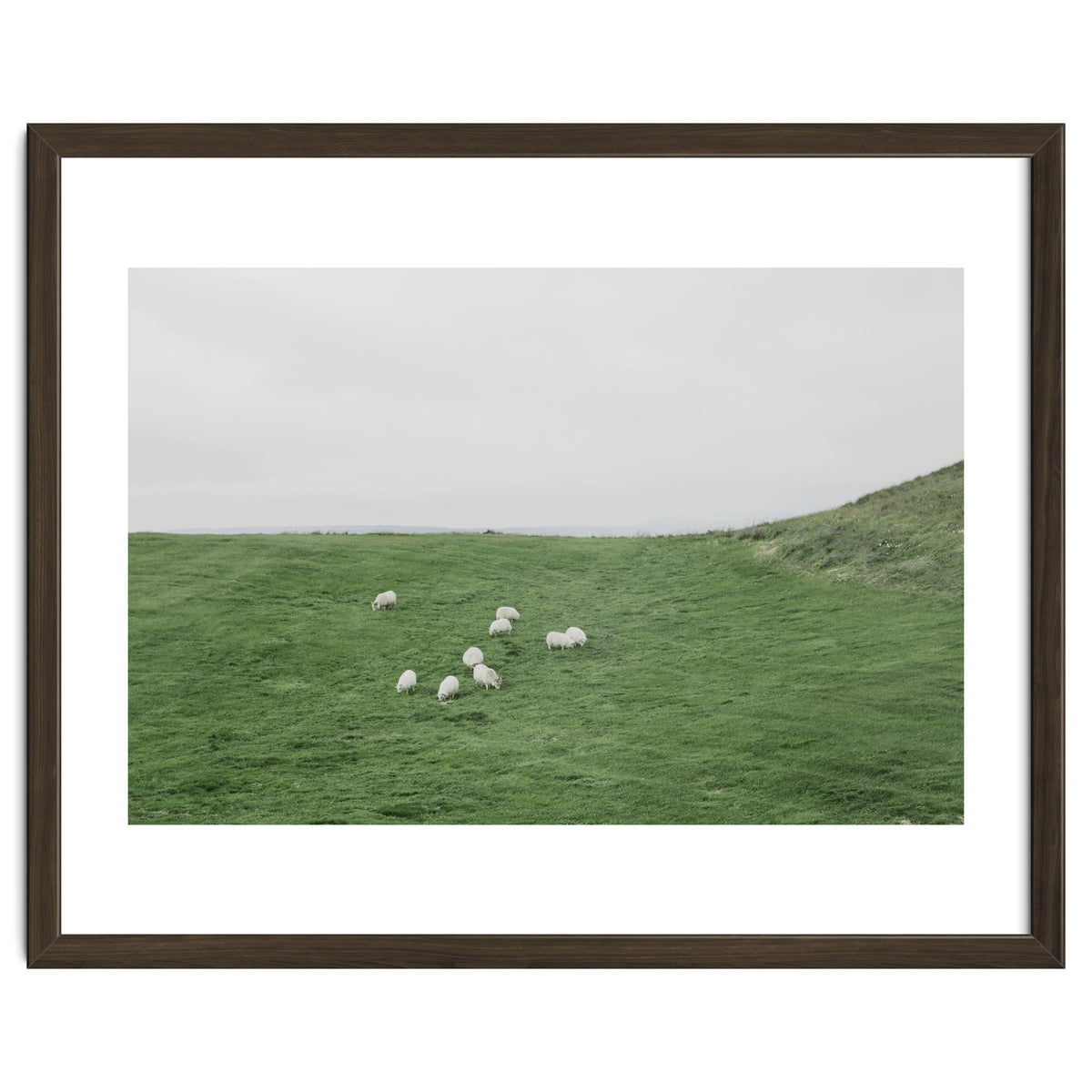 A flock of Sheep in the Green Hill - Iceland