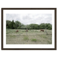 Cows in the farm