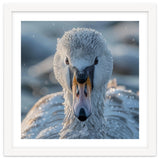 Close Up Of A Swan In Frost Winter Bird Close Up thumbnail