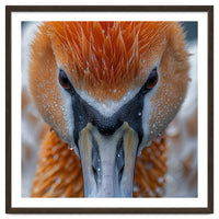 Close Up Of A Pelican's Beak With Water Droplets