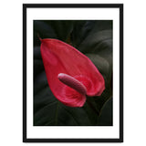 Red Anthurium Flower thumbnail