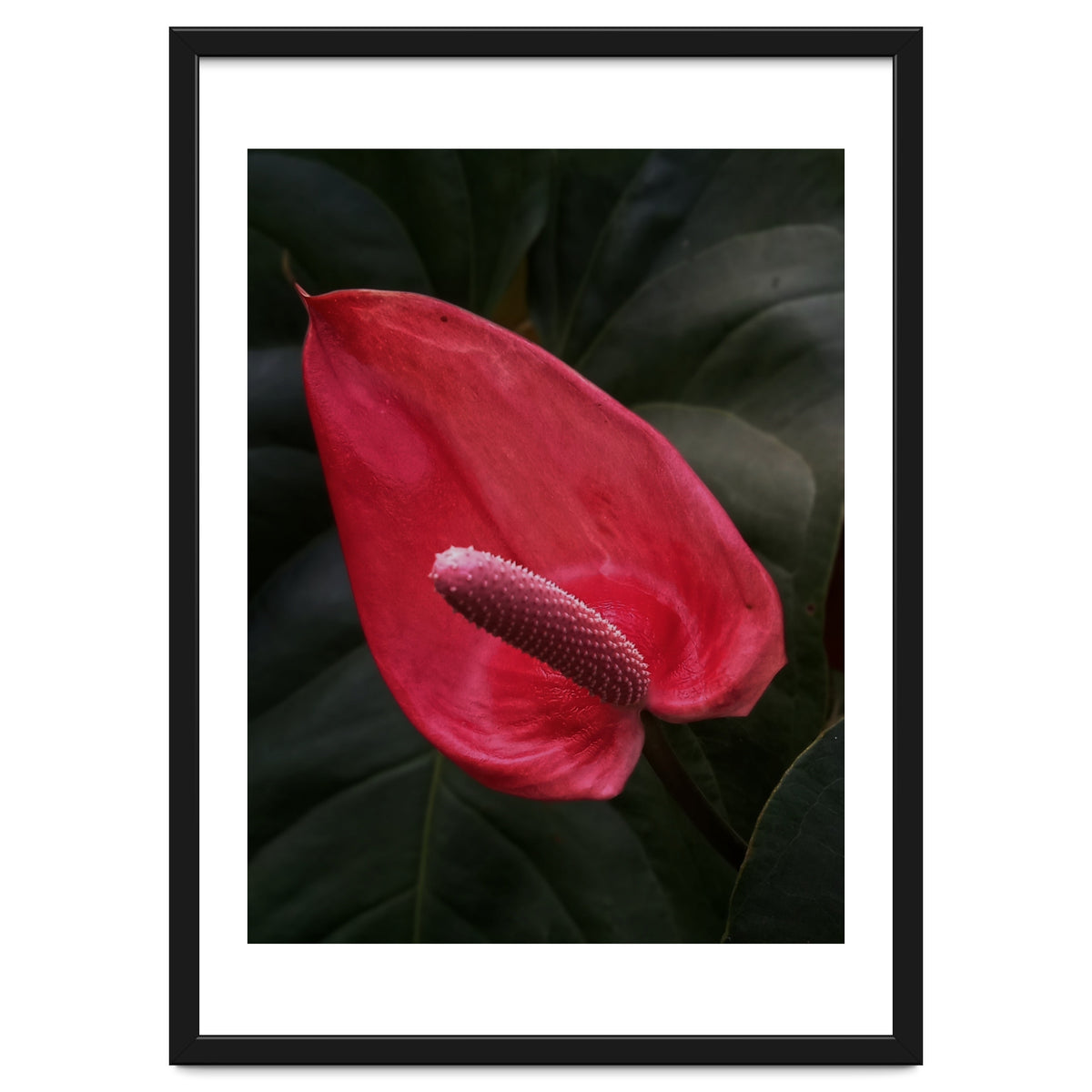 Red Anthurium Flower