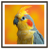 Close Up Cockatiel Parrot With Yellow Crest thumbnail