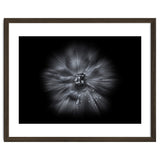 Backyard Flowers In Black And White No 66 Flow Version thumbnail