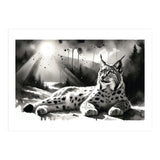 Lynx Resting In Sunlight (Print Only) thumbnail