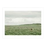 Horses in the middle of the green field - Iceland (Print Only) thumbnail