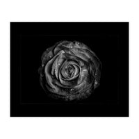 Backyard Flowers In Black And White No 72 with Border (Print Only)