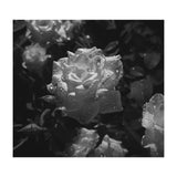 Dark Paradise | Black & White (Print Only) thumbnail