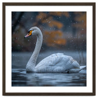 Swan Floating Gracefully On Water In Autumn