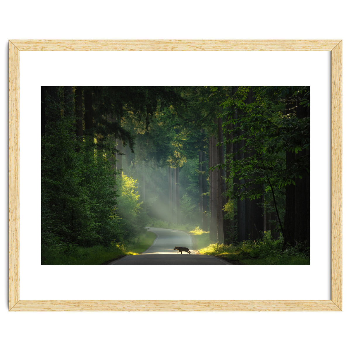 Wolf in the Netherlands