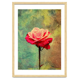 A Vibrant Red Rose thumbnail