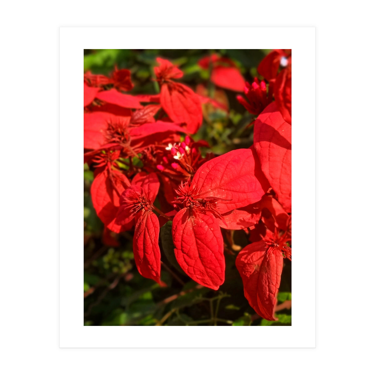 Red Quisqualls Plant Flowers (Print Only)