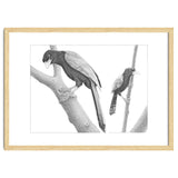 Yucatan Jays thumbnail