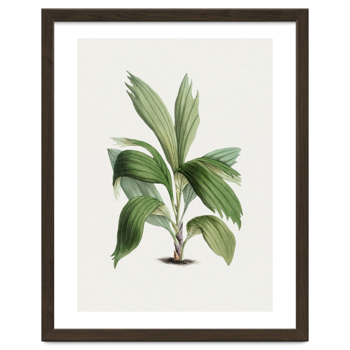 Areca Palm (Hand Drawn Botanical Illustration)