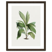 Areca Palm (Hand Drawn Botanical Illustration)