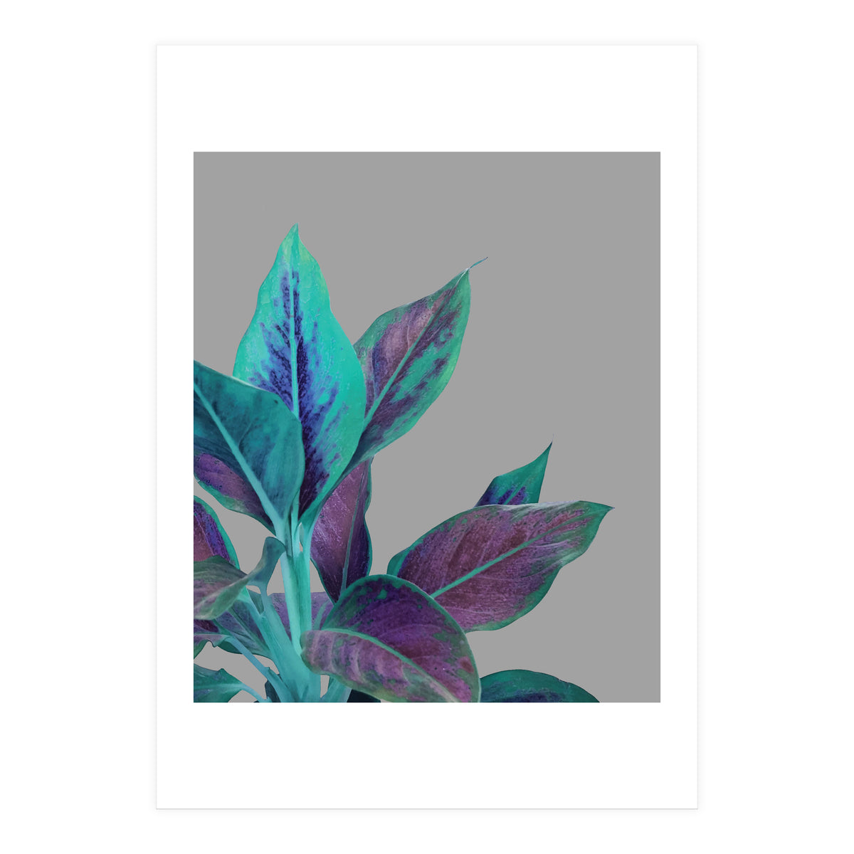 Still Nature (Print Only)