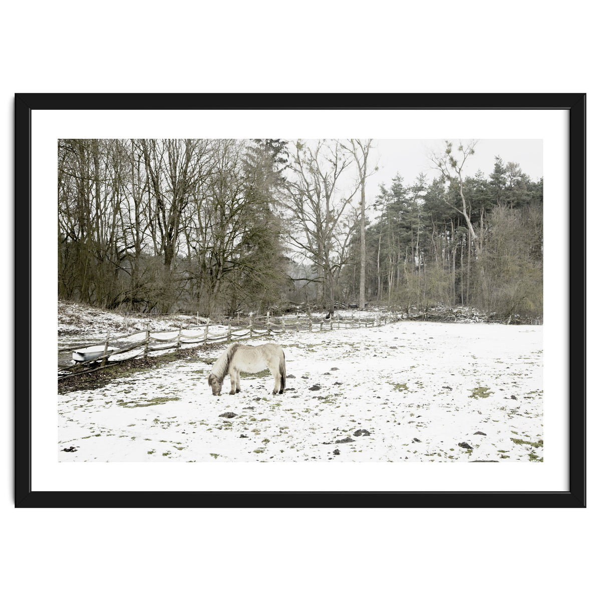 White horse in the snow field