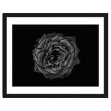 Backyard Flowers In Black And White No 110 thumbnail