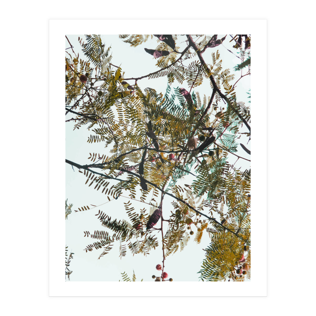 Patterns In Nature (Print Only)