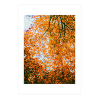 Autumn Leaves (Print Only)