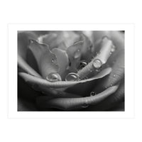 Ethereal Monochromatic Rose Petal Macro (Print Only)
