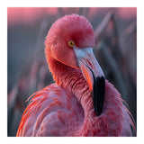 Pink Flamingo Bird Close Up Portrait (Print Only) thumbnail