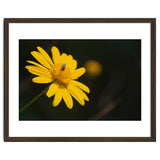 SUNFLOWER. thumbnail