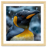 King Penguin Close Up In The Rain thumbnail