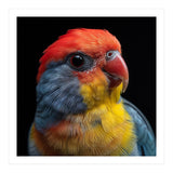 Close Up Colorful Parrot Portrait Vivid Plumage (Print Only) thumbnail